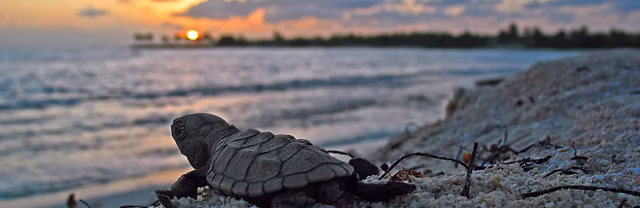 Why Sea Turtle Conservation Matters